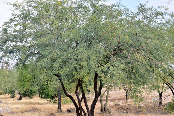 Honey Mesquite is not a large tree growing up to 20 feet (6 m) or less common 40 feet (12 m) tall. The trees may have multiple trunks as shown in the photo or a single trunk. Prosopis glandulosa